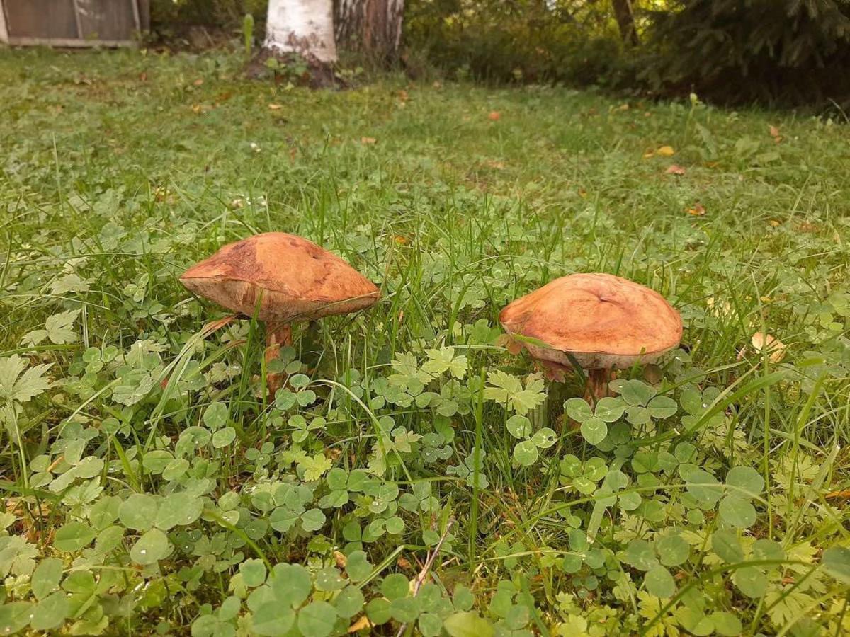 Zelena Sadyba Bila Stavka Yaremche Bagian luar foto